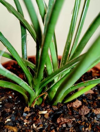 Planta.Agave Stricta.