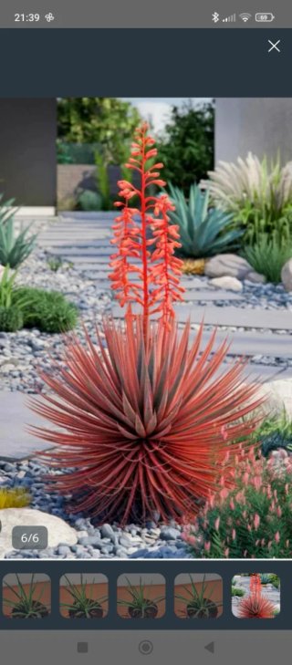 Planta.Agave Stricta.