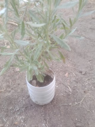 Lavanda