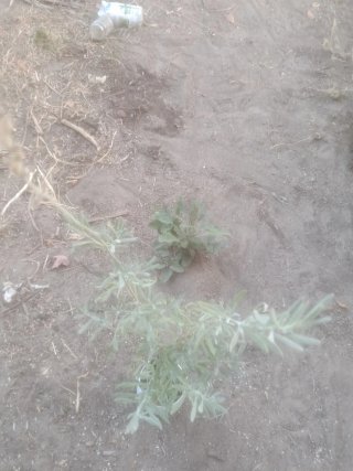 Lavanda