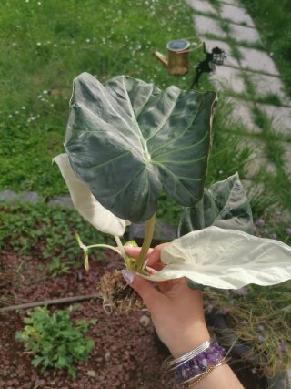 Alocasia Regal Shield Albo cormo