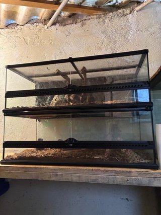 2 Terrarios Exoterra Negro + 2geco leopardo