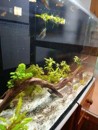 Acuario 100L Completo con mueble opcional.