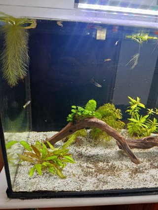 Acuario 100L Completo con mueble opcional.