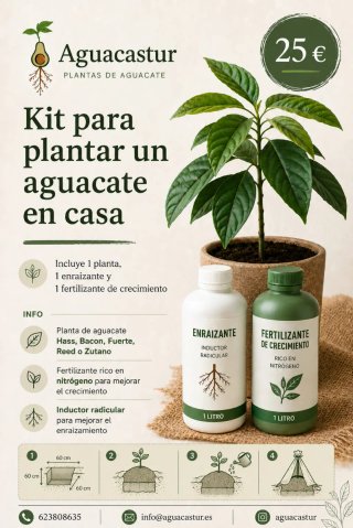 Kit para plantar aguacate en casa