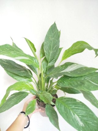 Planta Spathiphyllum Variegada Lirio de la Paz