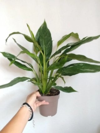 Planta Spathiphyllum Variegada Lirio de la Paz