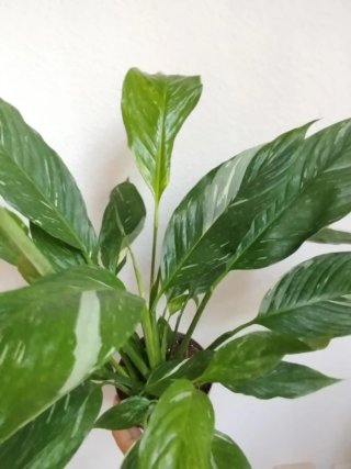 Planta Spathiphyllum Variegada Lirio de la Paz