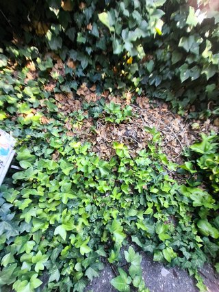 Jardinería Profesional