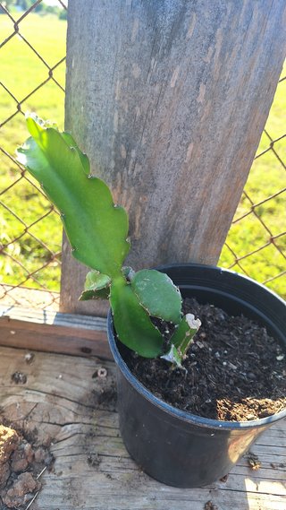 Esqueje pitaya enraizado