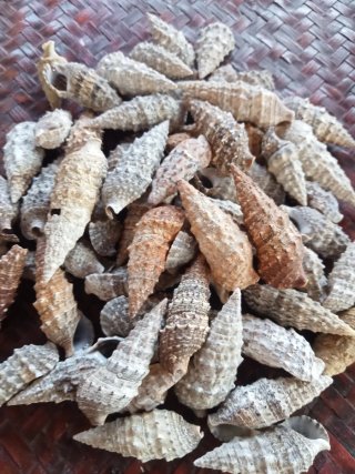 Lotto 60 conchiglie marine gasteropodi