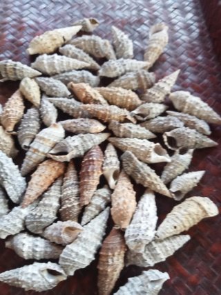Lotto 60 conchiglie marine gasteropodi