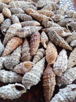 Lotto 60 conchiglie marine gasteropodi