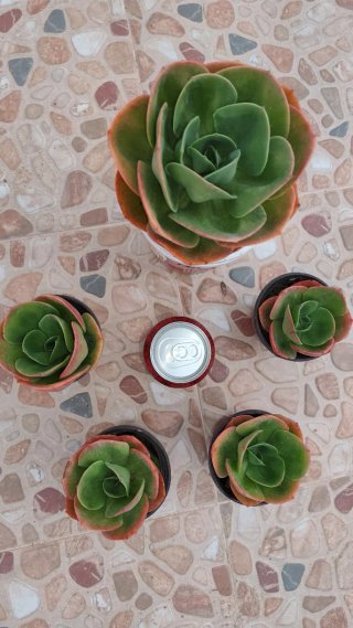 Echeveria Mandala Suculenta