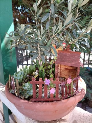 Pianta di ulivo bonsai in ciotola 35 con giardino