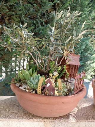 Pianta di ulivo bonsai in ciotola 35 con giardino