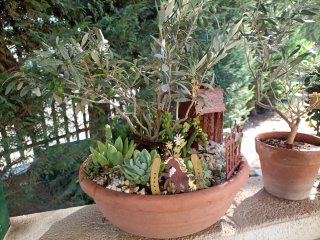 Pianta di ulivo bonsai in ciotola 35 con giardino
