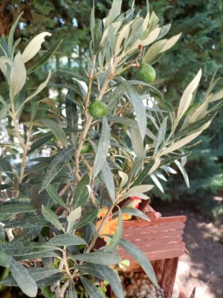 Pianta di ulivo bonsai in ciotola 35 con giardino