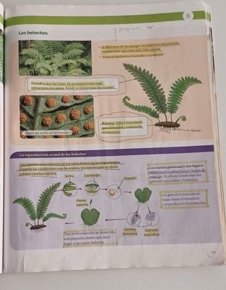 BIOLOGIA Y GEOLOGIA MEC 1ESO CONSTRUYENDO MUNDOS