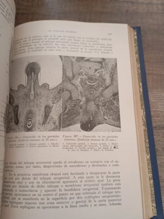 Anatomía del desarrollo. Embriologia humana. 1956