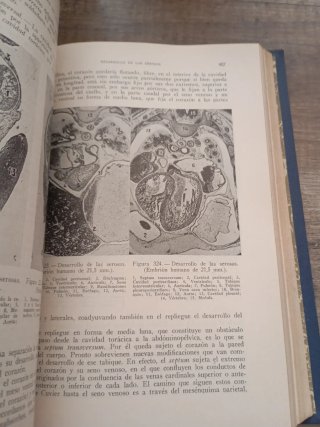 Anatomía del desarrollo. Embriologia humana. 1956