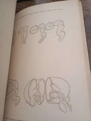 Anatomía del desarrollo. Embriologia humana. 1956