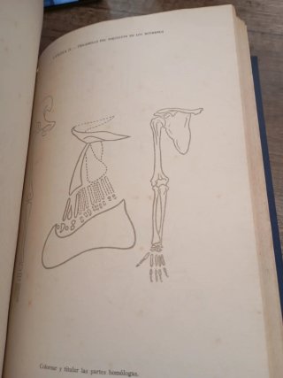 Anatomía del desarrollo. Embriologia humana. 1956
