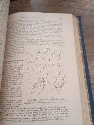 Anatomía del desarrollo. Embriologia humana. 1956
