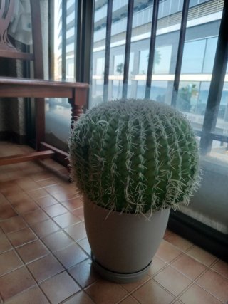 Cactus Decorativo Verde y Blanco
