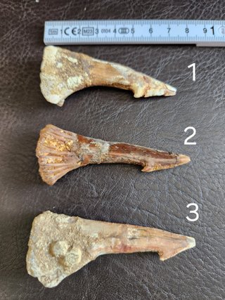 Fósil Onchopristis Gigante 95 Millon años
