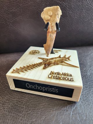 Fósil Onchopristis Gigante 95 Millon años