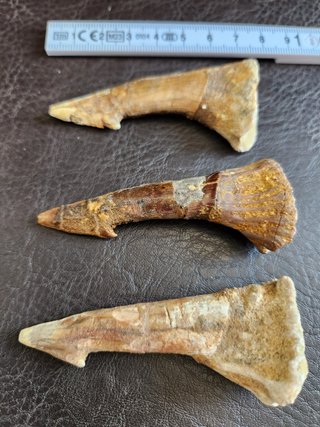 Fósil Onchopristis Gigante 95 Millon años
