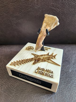 Fósil Onchopristis Gigante 95 Millon años