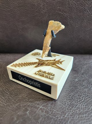 Fósil Onchopristis Gigante 95 Millon años