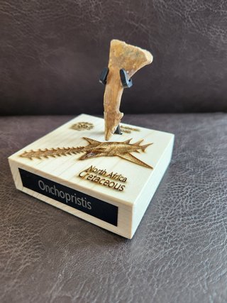 Fósil Onchopristis Gigante 95 Millon años