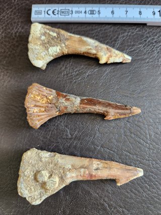 Fósil Onchopristis Gigante 95 Millon años