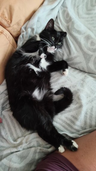 Cuidador de animales a domicilio