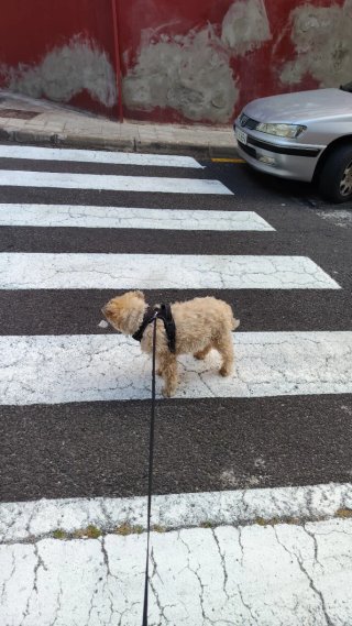 Cuidador de animales a domicilio