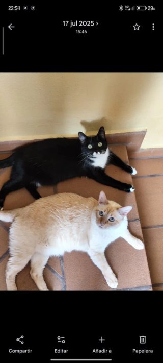 Cuidador de animales a domicilio