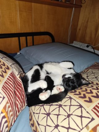 Cuidador de animales a domicilio