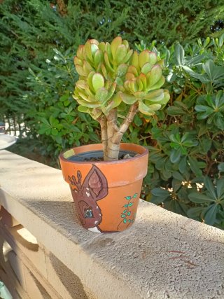 Pianta grassa in vaso terracotta decorato