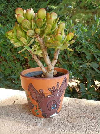 Pianta grassa in vaso terracotta decorato