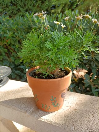 Pianta grassa in vaso terracotta decorato