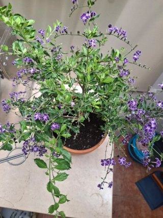 Bonsái Duranta Repens con Flores Moradas