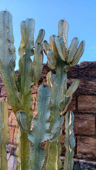 Talea Euphorbia Variegata