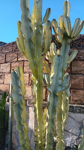 Talea Euphorbia Variegata
