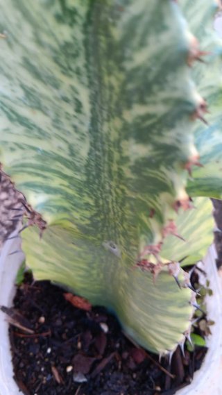 Talea Euphorbia Variegata