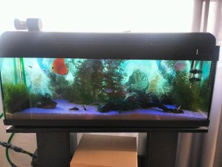 Acuario o pecera completo
