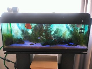 Acuario o pecera completo