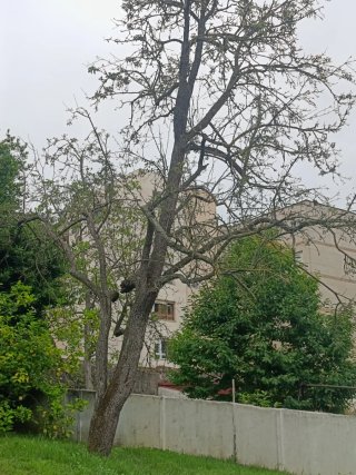 Árbol peral para madera o leña